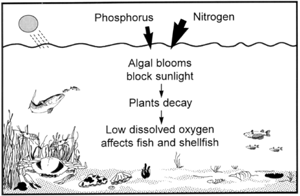 Picture displays how algae negatively affect the world under water