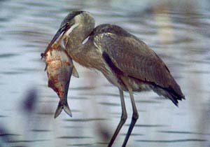 Picture of the Blue Heron eating fish