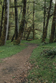 Photo of the path in the forest