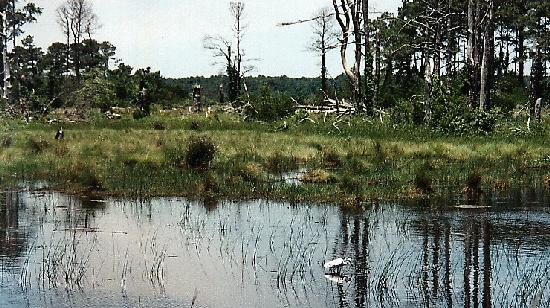 Picture of the wetland area