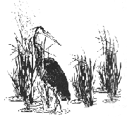 Picture of the bird in the wet grass