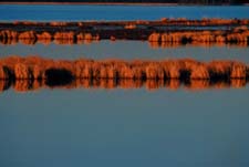 Photo of the wetland area