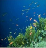 Underwater bay grasses