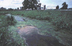 nutrient pollution